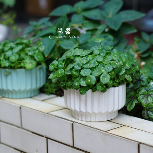 泥器ins陶瓷花盆水培铜钱草碗莲熊猫堇现代简约硅胶表面套盆蜡碗