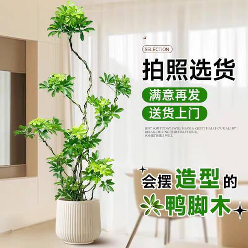 八方来财！鸭脚木客厅大盆栽好养