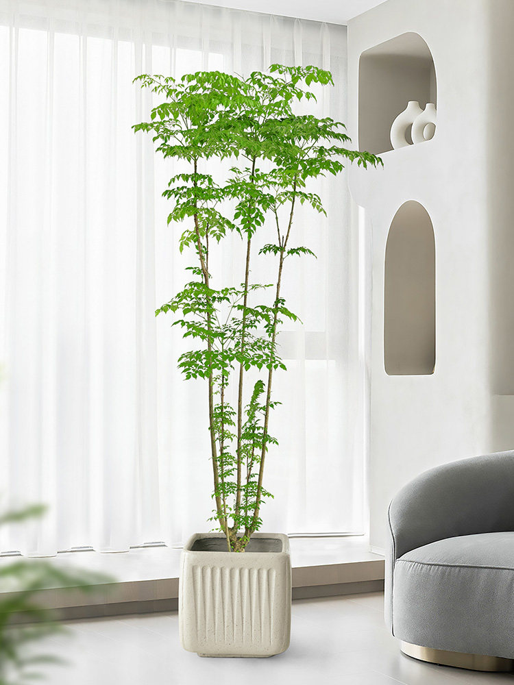 幸福树盆栽室内客厅大型老桩植物幌伞枫除甲醛小叶造型幸福树绿植