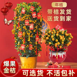年桔金桔树盆栽带果年宵花新年开业乔迁大型朱砂橘客厅招财四季桔