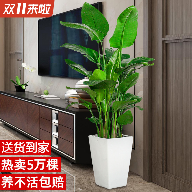 天堂鸟盆栽客厅花卉办公室吸甲醛植物北欧真花鹤望兰大型室内绿植