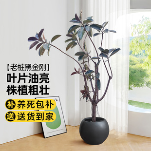 老桩黑金刚橡皮树客厅大盆栽室内橡皮榕真树植物乔迁新居装饰绿植