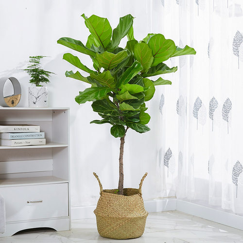 琴叶榕大盆栽北欧网红室内绿植