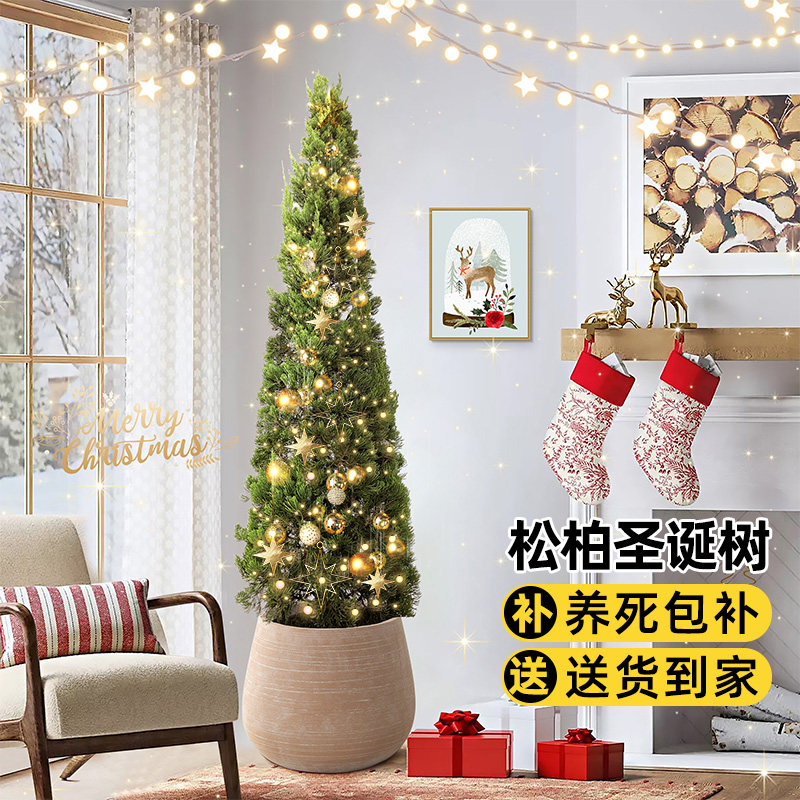 松柏盆栽圣诞树室内客厅大型真绿植四季常青植物塔柏松树龙柏盆景