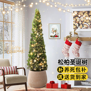 松柏盆栽圣诞树室内客厅大型真绿植四季常青植物塔柏松树龙柏盆景