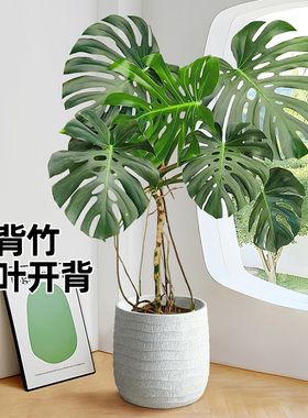 龟背竹老桩客厅大盆栽室内净化空气植物仙洞龟背懒人好养大叶绿植