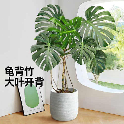 龟背竹老桩客厅盆栽【拍照选货】