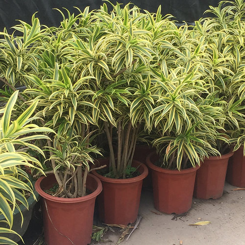 绿植百合竹阳台高档富贵金心盆栽