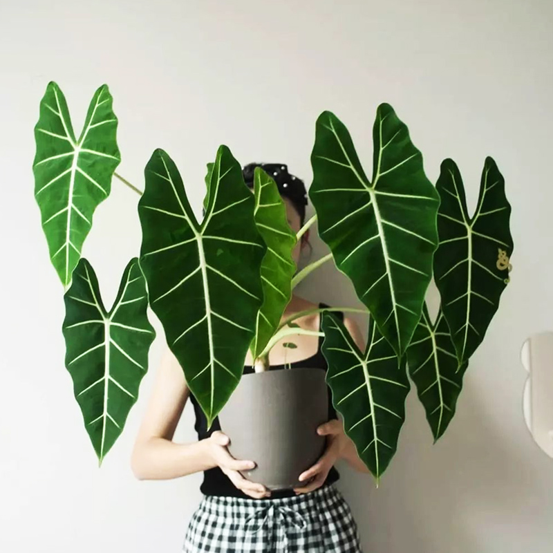 绿天鹅绒海芋ins网红小绿植