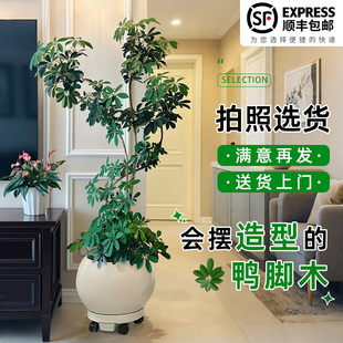 鸭脚木客厅大盆栽室内造型植物网红懒人绿植观叶好养八方来财树