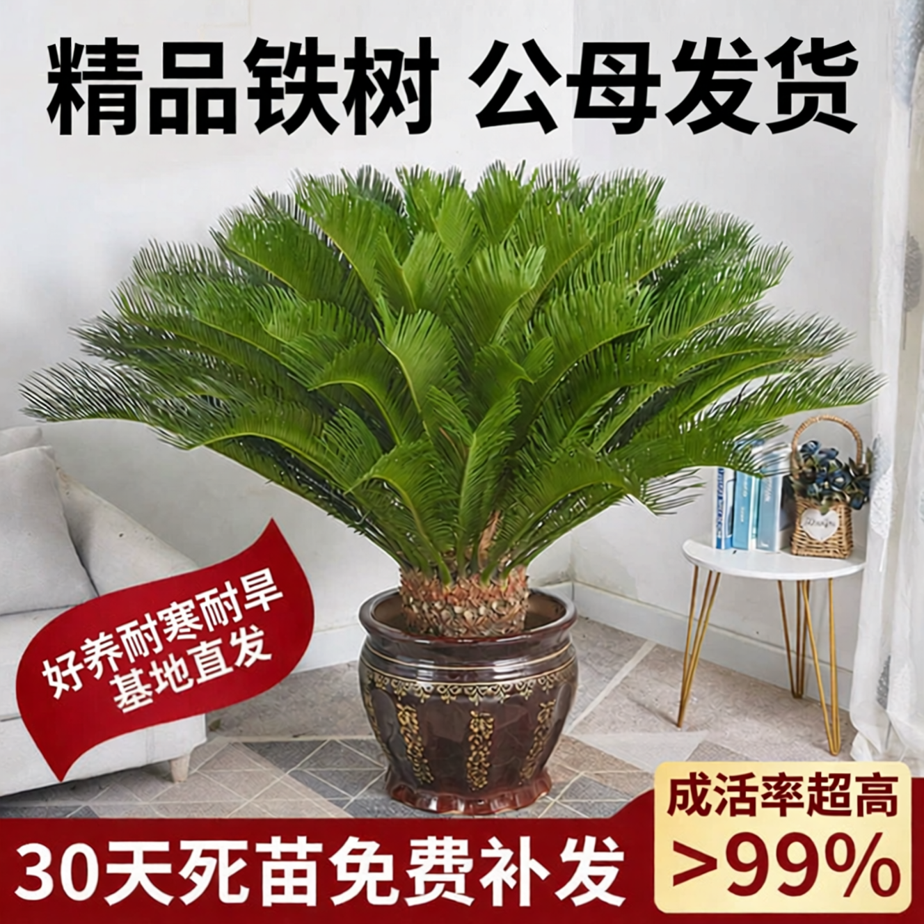 铁树盆栽大型绿植客厅办公室别墅门老桩盆景好养植物苏铁公母一对
