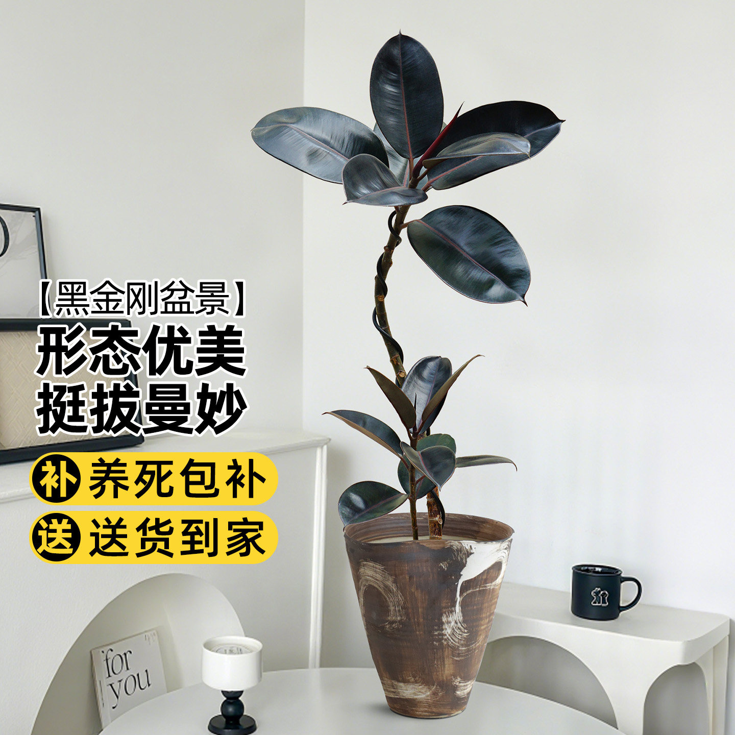 橡皮树客厅小盆栽室内办公室桌面北欧风网红造型好养绿植黑金刚