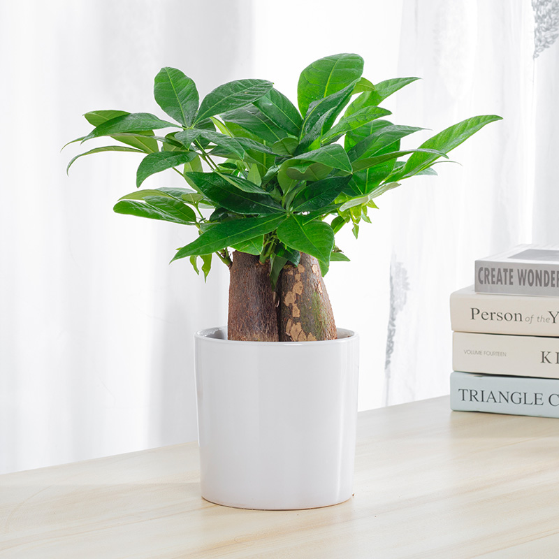 发财树盆栽小招财树办公室桌面