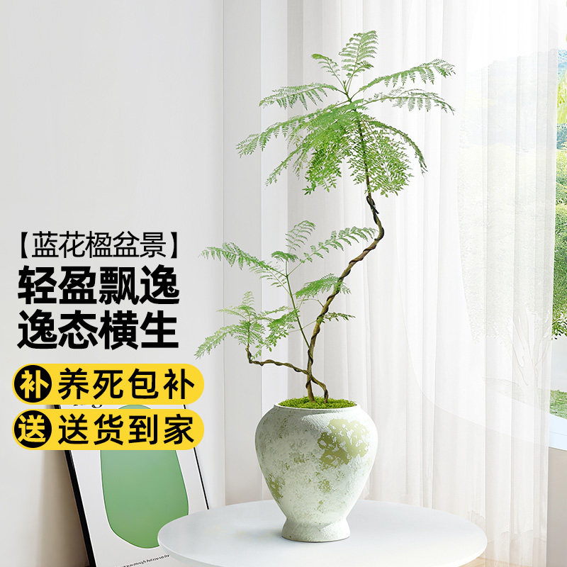 蓝花楹客厅绿植室内办公室桌面好养小植物真树苗玄关老桩造型盆景
