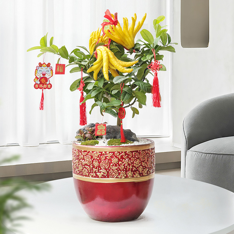 佛手柑新鲜带果直发招财好运盆栽