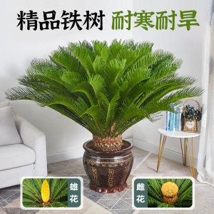 铁树大盆栽公母配对丨养不活包赔
