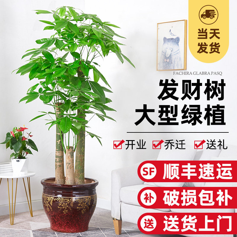 步步高发财树大型盆栽客厅办公室植物广州佛山三杆发财树室内绿植