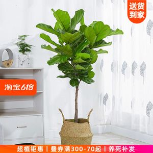 琴叶榕大型室内盆栽北欧盆景大叶植物办公室客厅除甲醛网红绿植