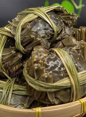 兴化红膏全母蟹3.1-3.5两 礼盒8只装鲜活大闸蟹 中秋团购佳品
