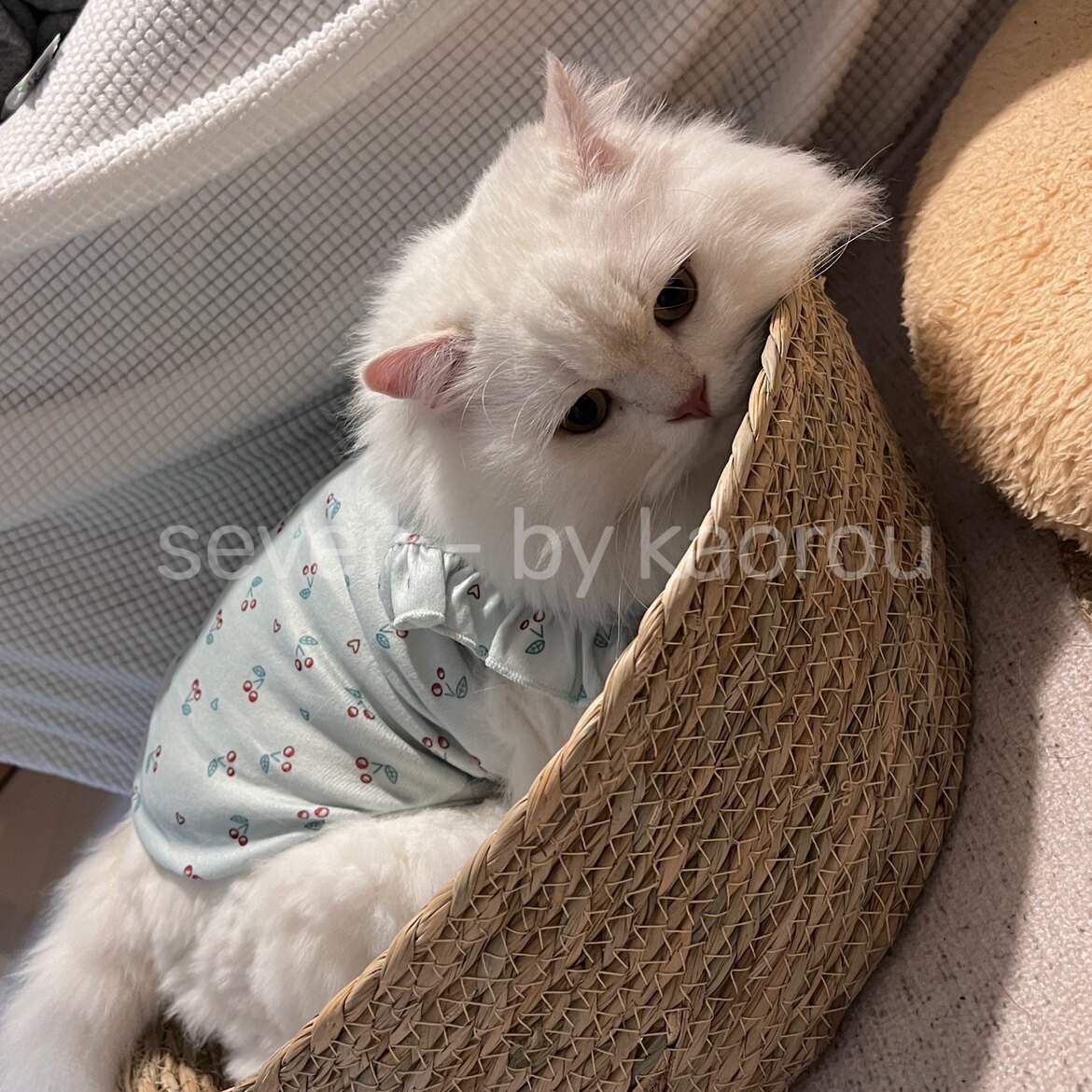 新款春夏季猫狗狗宠物衣服蓝色棉
