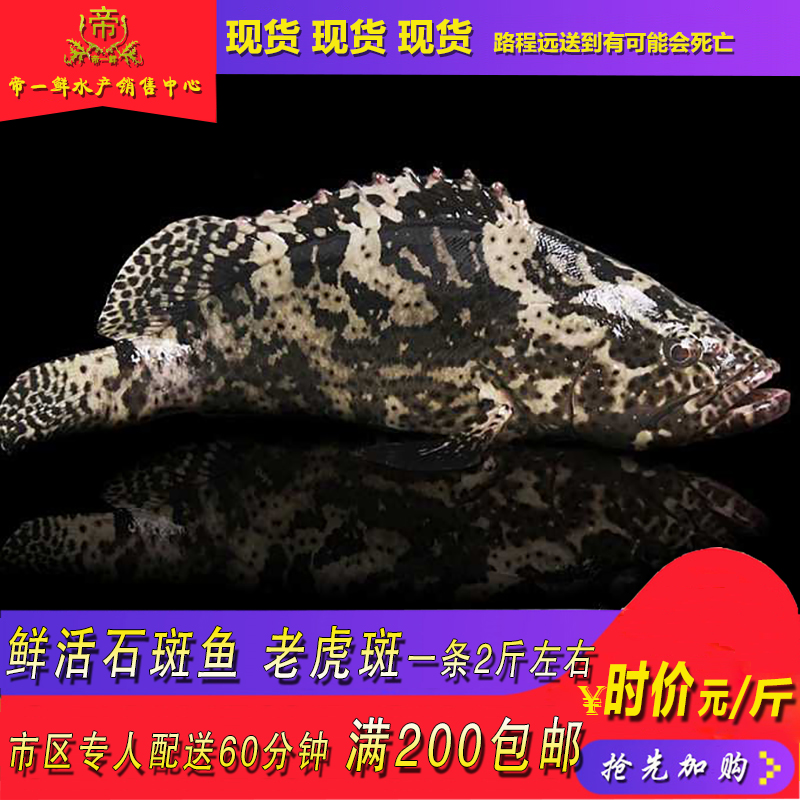 天津 龙胆石斑鱼鲜活珍珠胆海鱼青斑鱼老虎斑东星斑活体同城海鲜