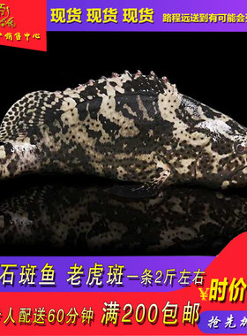 鲜活石斑鱼珍珠龙胆老虎斑清蒸