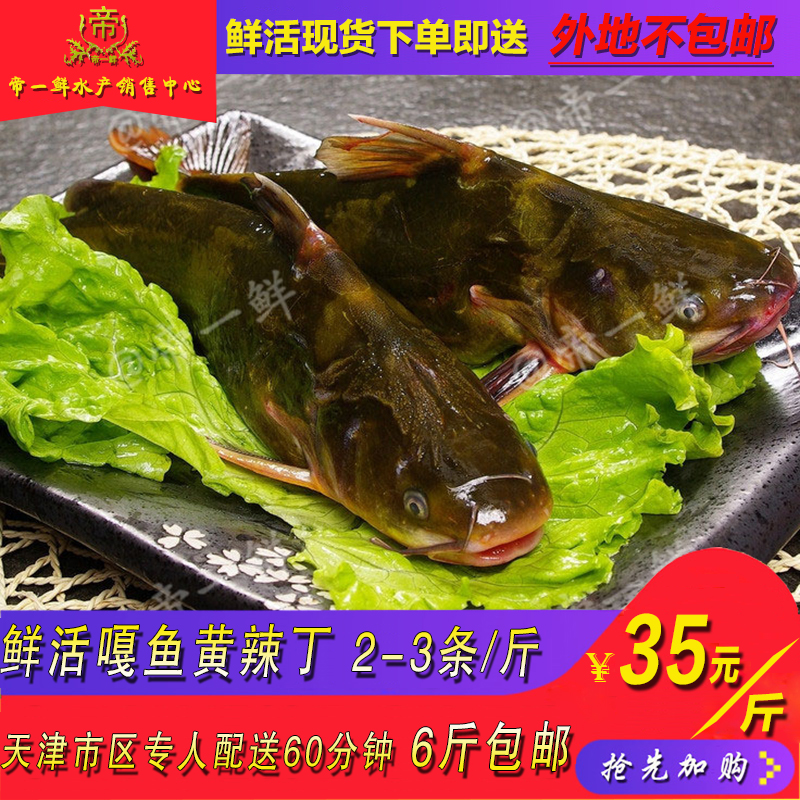 天津黄骨鱼活体黄辣丁鲜活现杀昂刺鱼昂针嘎鱼新鲜1斤