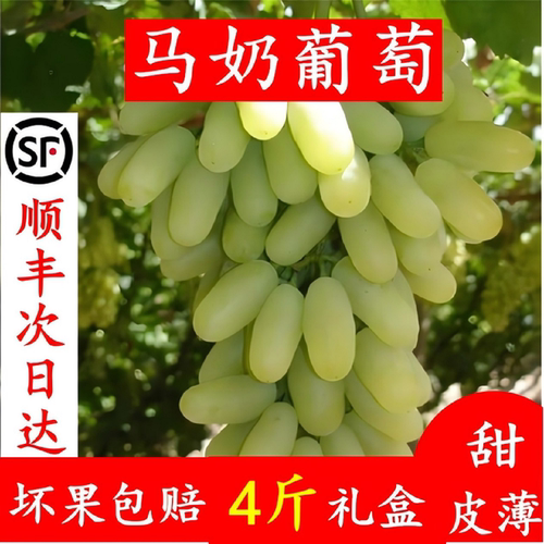 白马奶葡萄现摘现发4斤顺丰礼盒