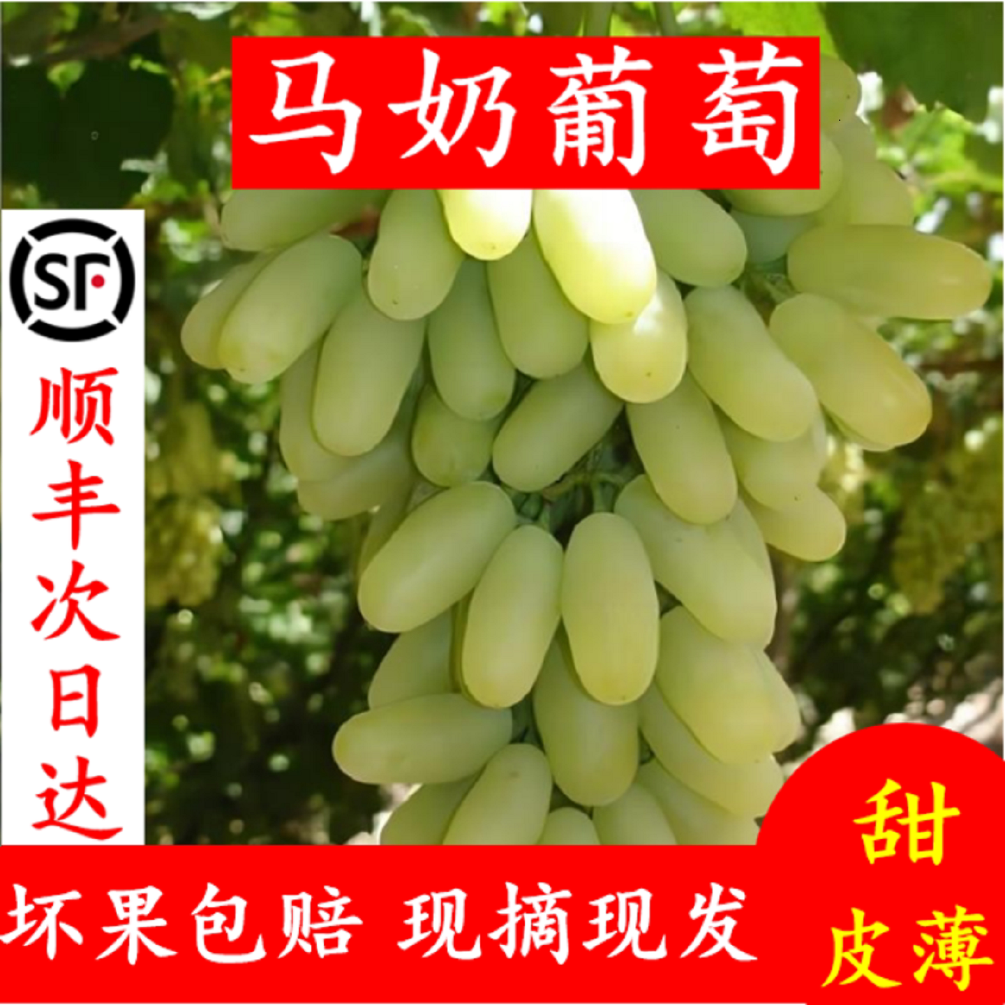 白马奶葡萄新鲜当季水果礼盒装
