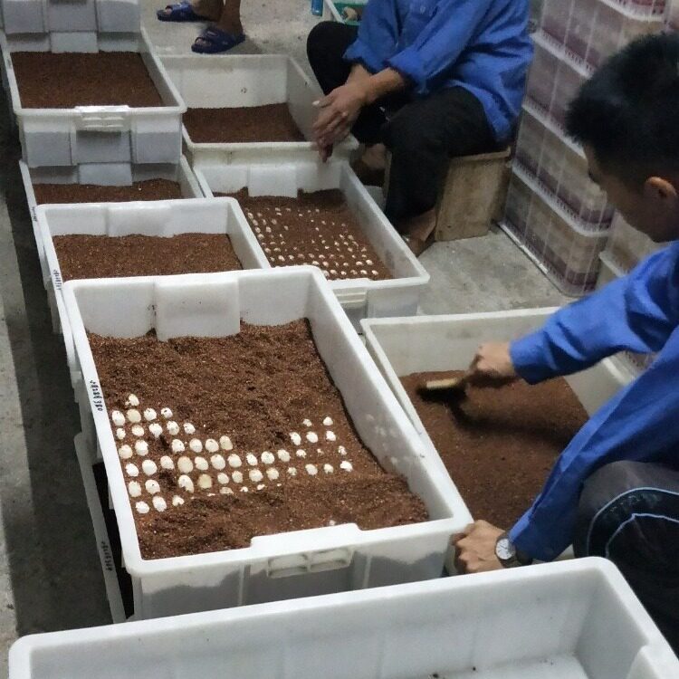新鲜乌龟蛋食用草龟蛋石金钱龟白鸽蛋营养新鲜土特产农家龟蛋