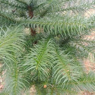 天然现摘新鲜杉树叶杉树枝叶树根新鲜真叶子道具草药名茶装饰道具