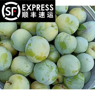 【大果5斤装】九峰山绿宝石 新鲜孕妇水果翡翠李纯甜蜂蜜李青奈李