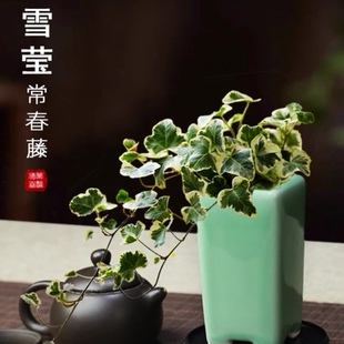 雪莹常春藤盆栽 室内外阳台庭院吊篮绿植 锦化易养观叶带盆养好