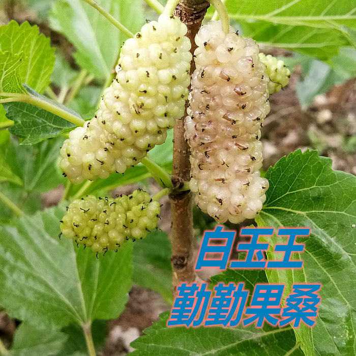 海宁嫁接果桑苗 韩国大白珍珠桑葚苗果甜味美 白玉王抗寒包邮桑树