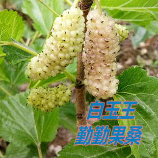 海宁嫁接果桑苗 韩国大白珍珠桑葚苗果甜味美 白玉王抗寒包邮桑树