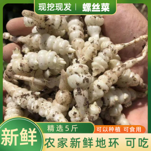 现挖螺丝菜地环新鲜5斤蔬菜宝塔菜腌制甘露子草石蚕地牯牛葫芦