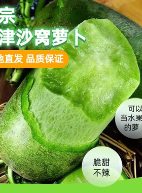 天津正宗沙窝村天星2号水果萝卜绿色生吃脆甜现拔5斤青萝卜爽口