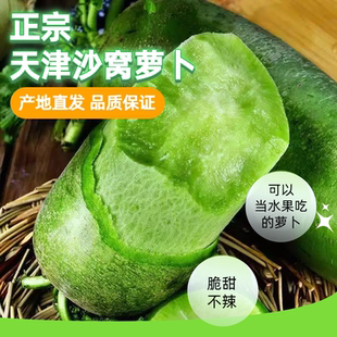 天津正宗沙窝村天星2号水果萝卜绿色生吃脆甜现拔5斤青萝卜爽口