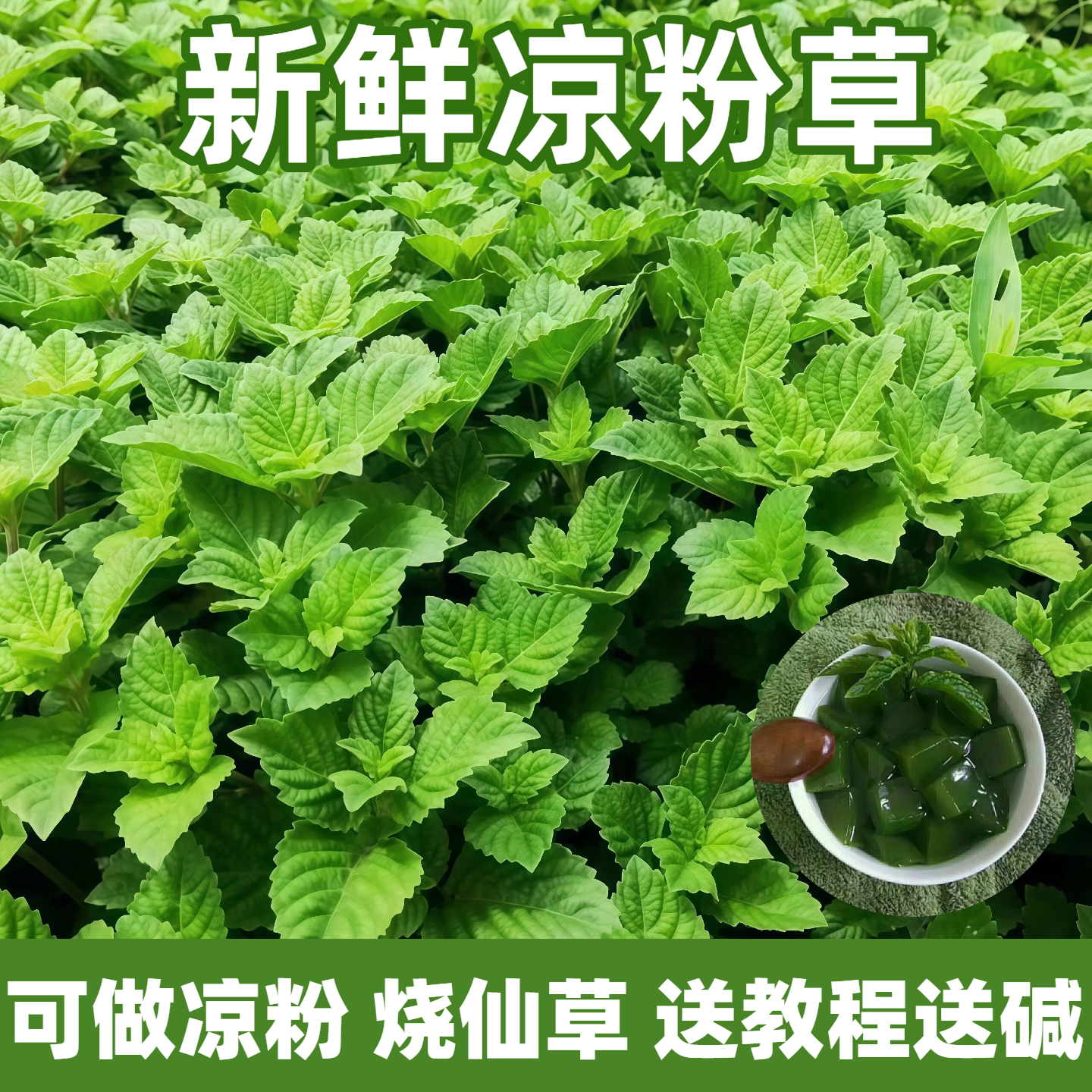 顺丰凉粉草新鲜现摘广东茂名高州凉粉草正宗凉粉草摆地摊仙人草