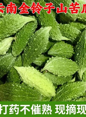 新鲜苦瓜金铃子西双版纳泰国小苦瓜吃播蔬菜福建云南山野特色生吃