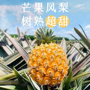 正宗海南树上熟芒果凤梨大果特大芒果凤梨台农非新鲜菠萝大个包邮