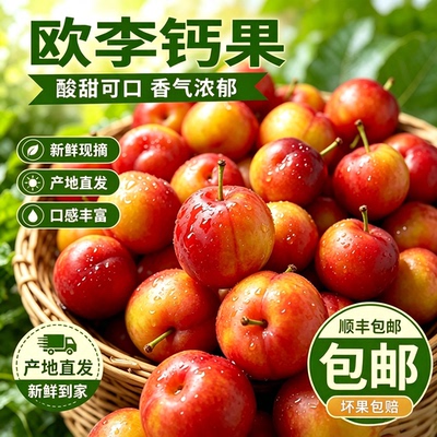 顺丰欧李钙果鲜果山梅子鲜果欧粒酸甜果辽宁产地直发当季水果