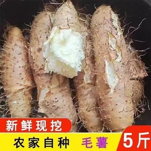 广东茂名毛薯5斤新鲜红薯沙地番薯地瓜白心红甜薯农家自种脚板薯