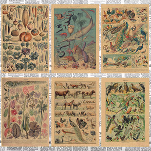 动植物图鉴复古牛皮纸海报远古生物百科读物怀旧装饰墙画壁画429