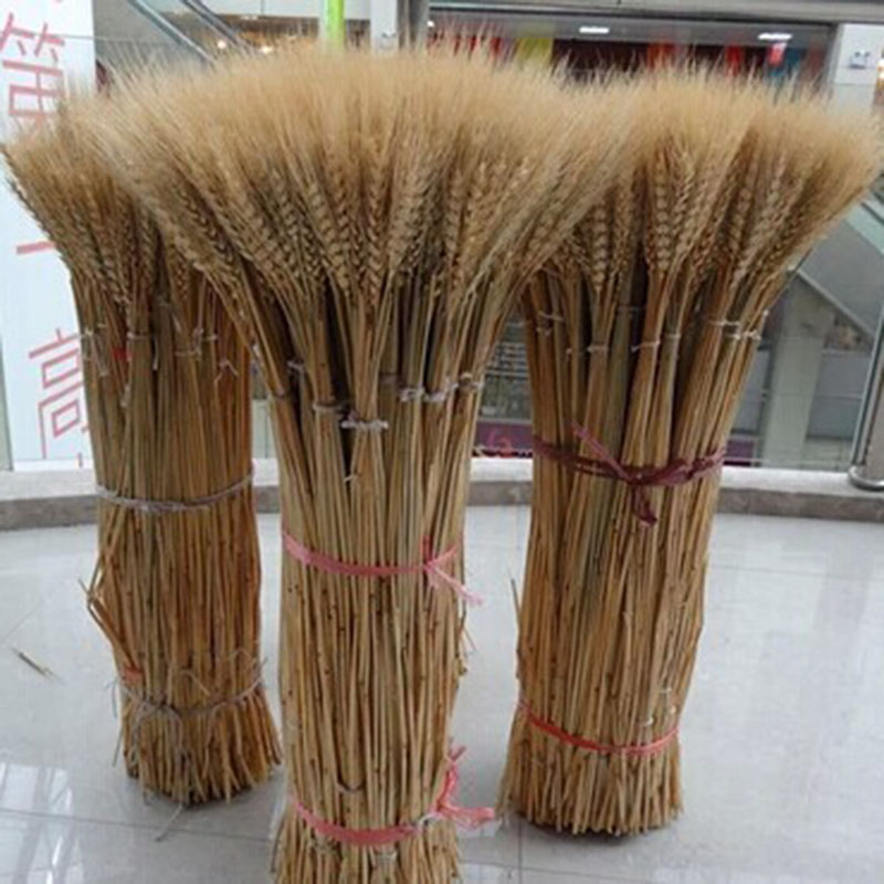 小麦稻穗麦穗干花开业大卖
