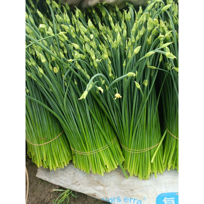 2025农副产品新鲜蔬菜现摘韭苔广东韭菜花茎农家种植当季脆嫩花苞