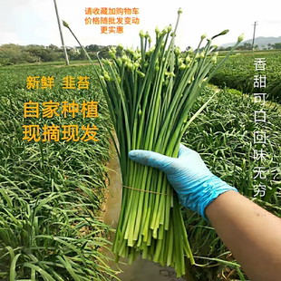 农副产品新鲜蔬菜现摘韭苔广东韭菜花茎农家种植当季脆嫩花苞包邮