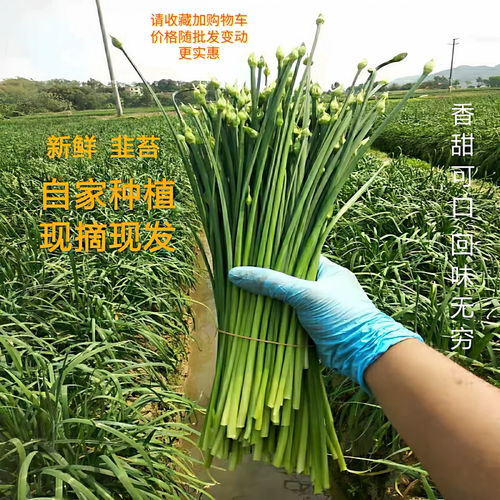 农副产品新鲜蔬菜现摘韭苔广东韭菜花茎农家种植当季脆嫩花苞包邮