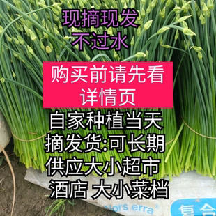 包邮农副产品新鲜蔬菜现摘韭苔广东韭菜花茎农家种植当季脆嫩花苞
