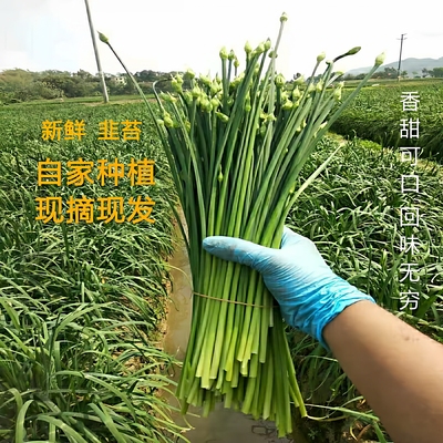 农副产品新鲜蔬菜现摘韭苔广东韭菜花茎农家种植当季脆嫩花苞包邮